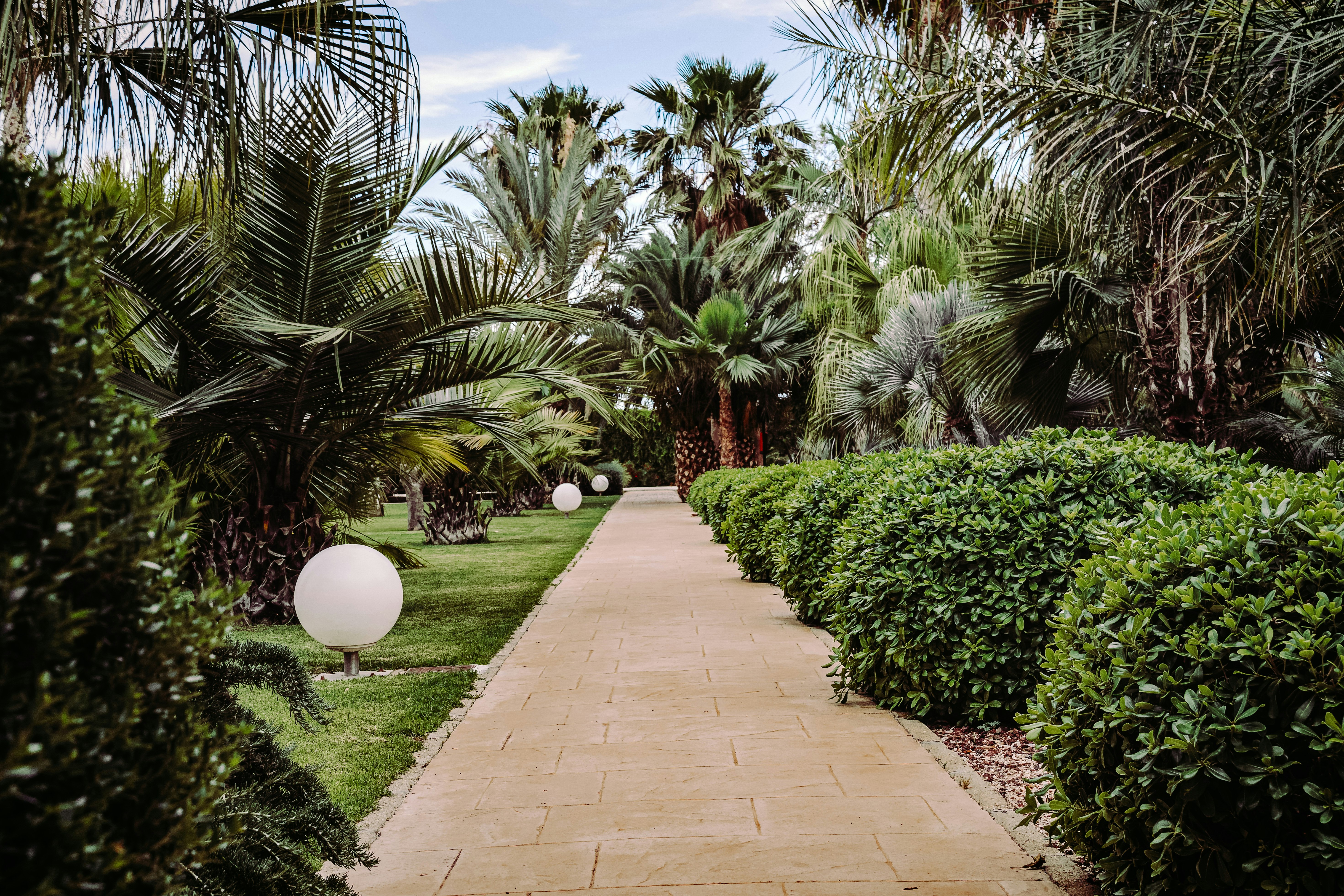 green palm trees and plants during daytime